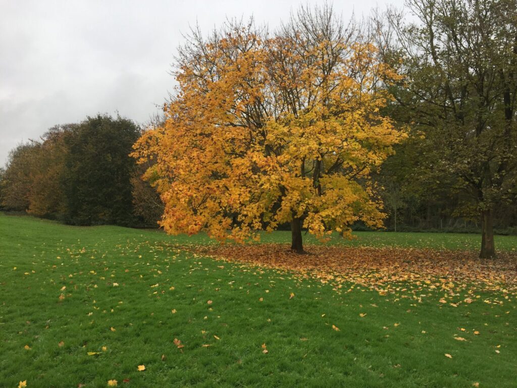 Autumn tree