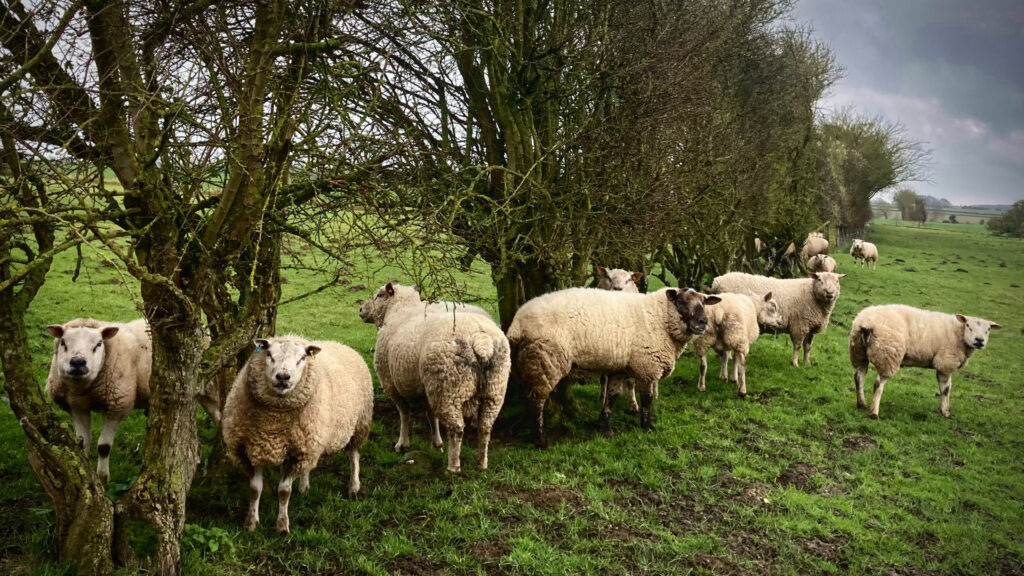 sheep